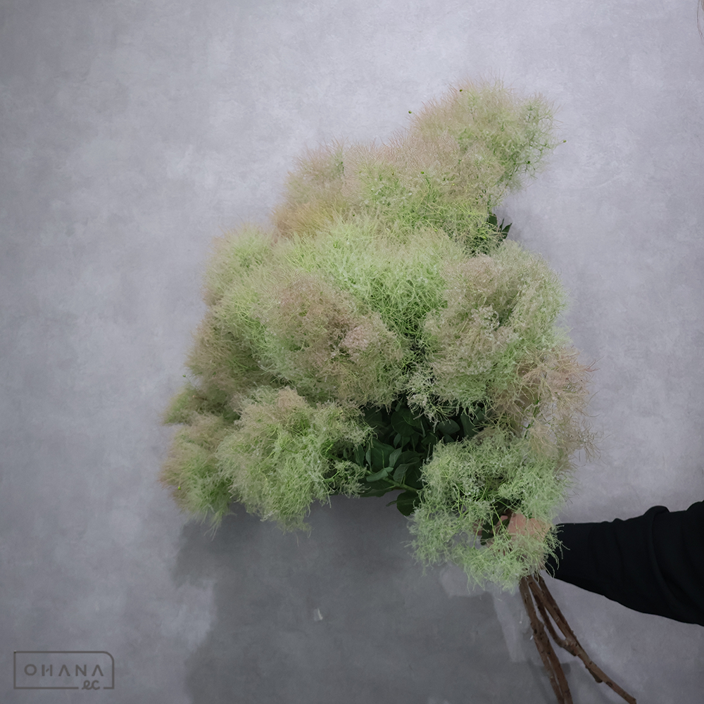 スモークツリー　ホワイト　秀 Ｓ 80cm   ※5本束【横箱発送】