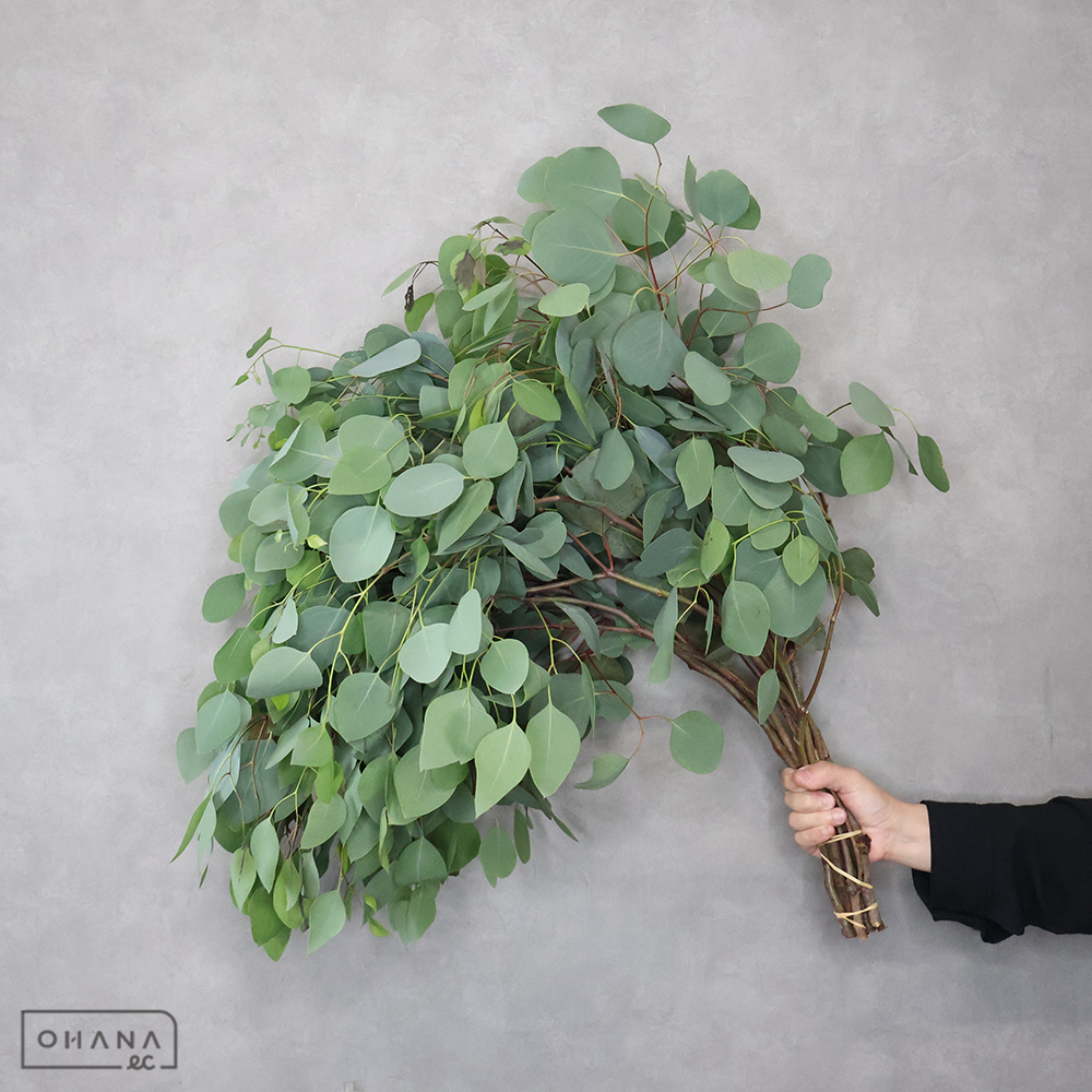 ユーカリ　ポリアンセモス　80cm ※新芽傷みあり ■発送時は75cm以下にカット
