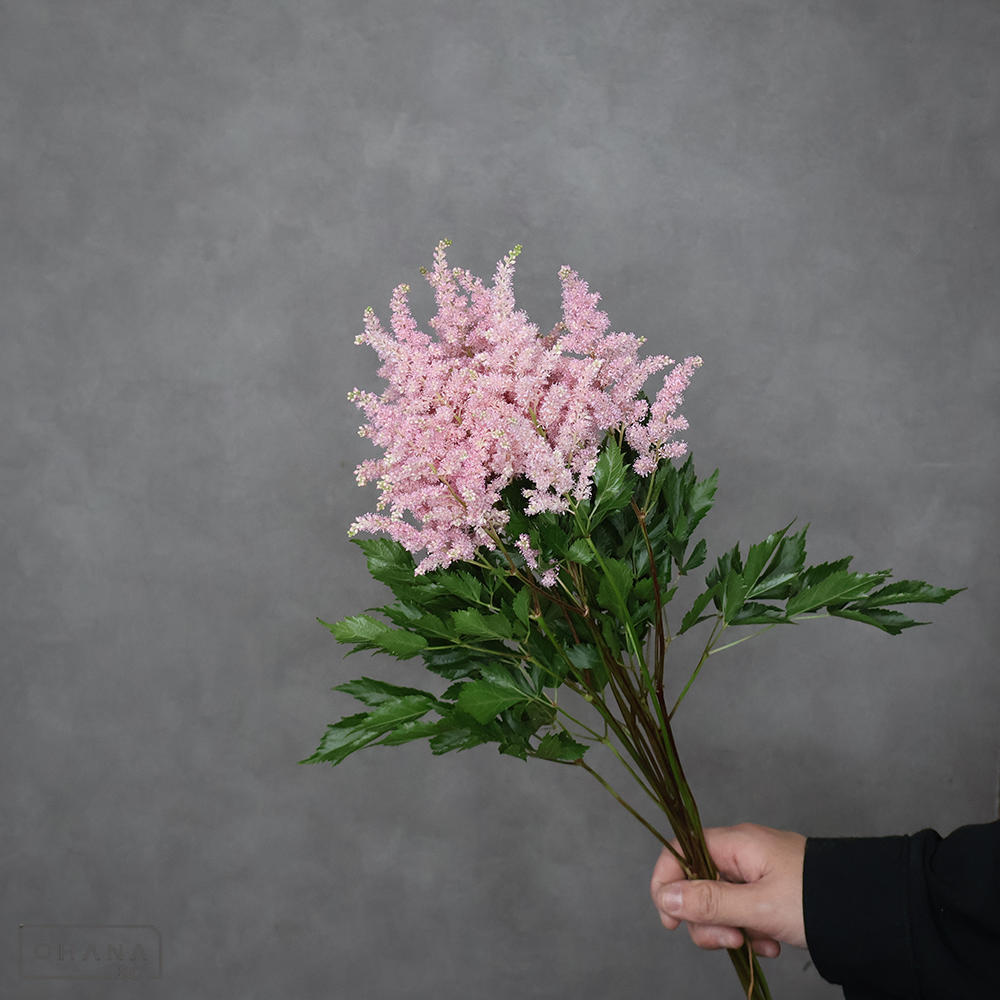 アスチルベ  アメリカ　秀50cm