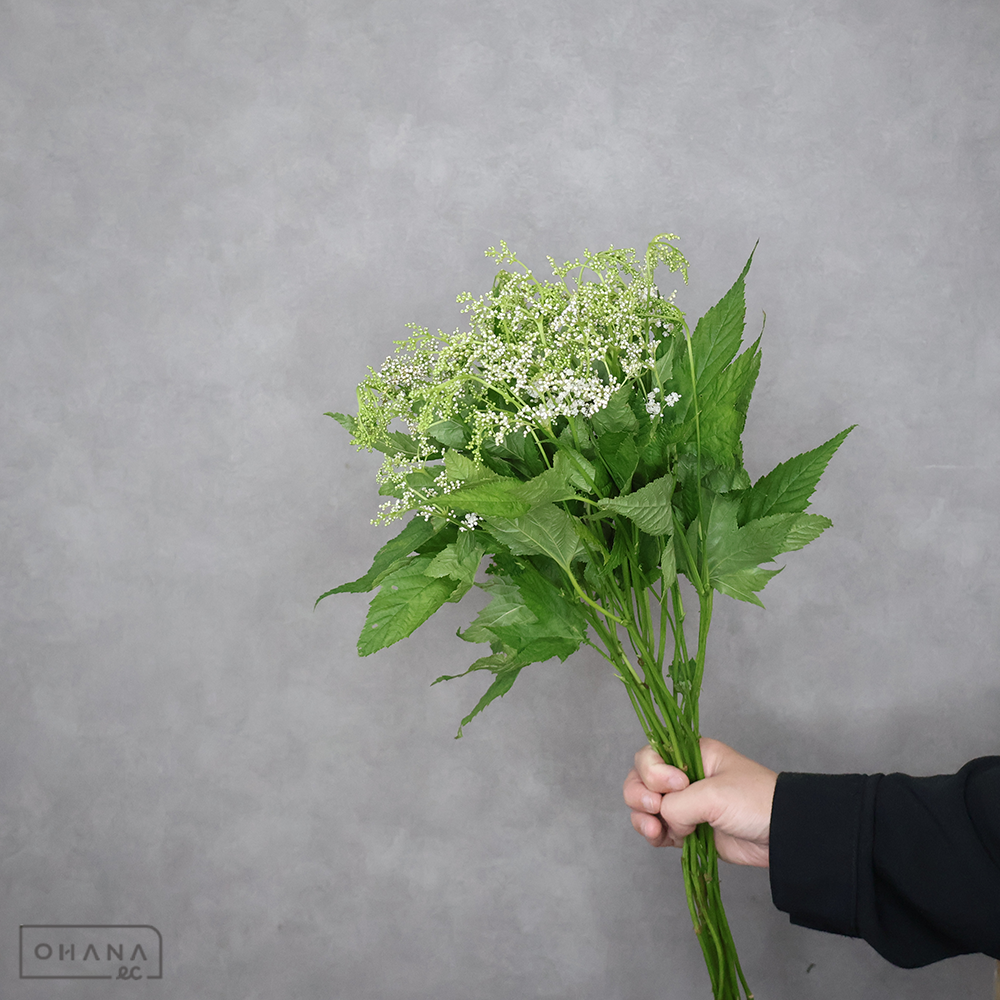 京鹿子　白　65cm