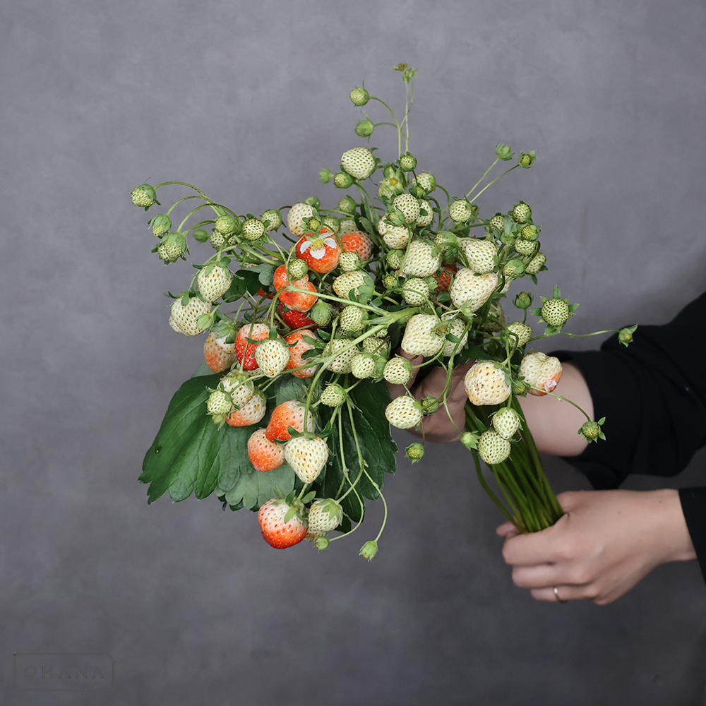 イチゴ ※葉実蕾セット　約20-30cm