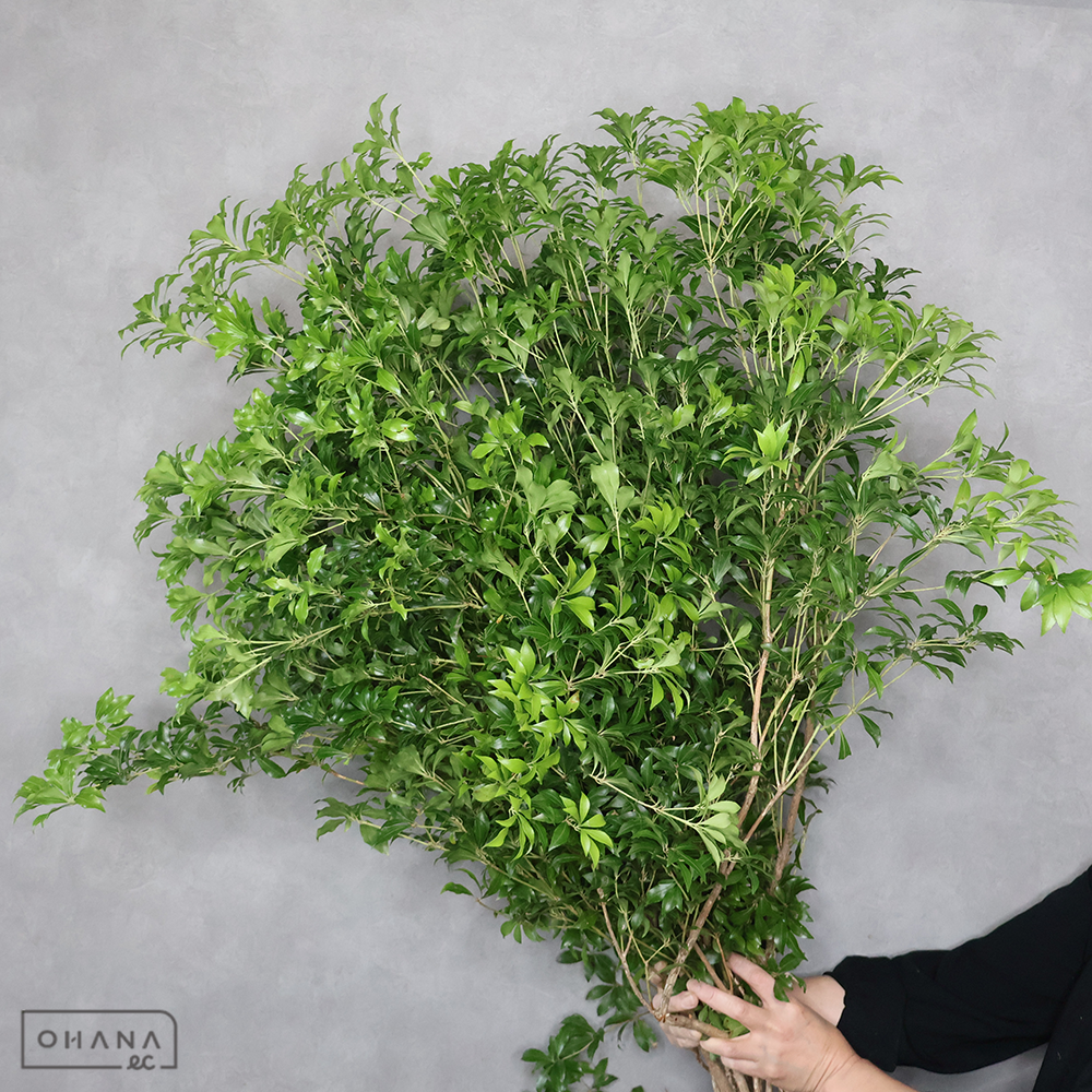 アセビ　120cm  ■発送時は90cm以下にカット（横箱配送）