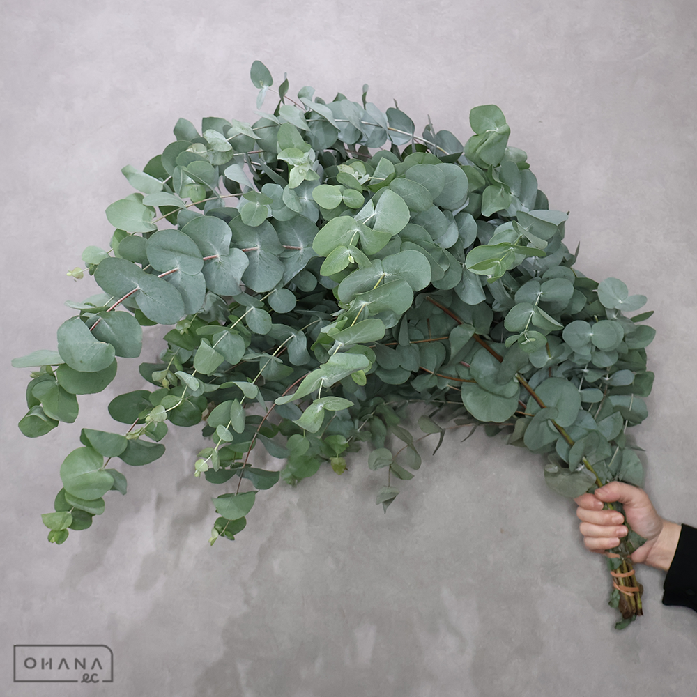 ユーカリ　銀丸葉　60cm