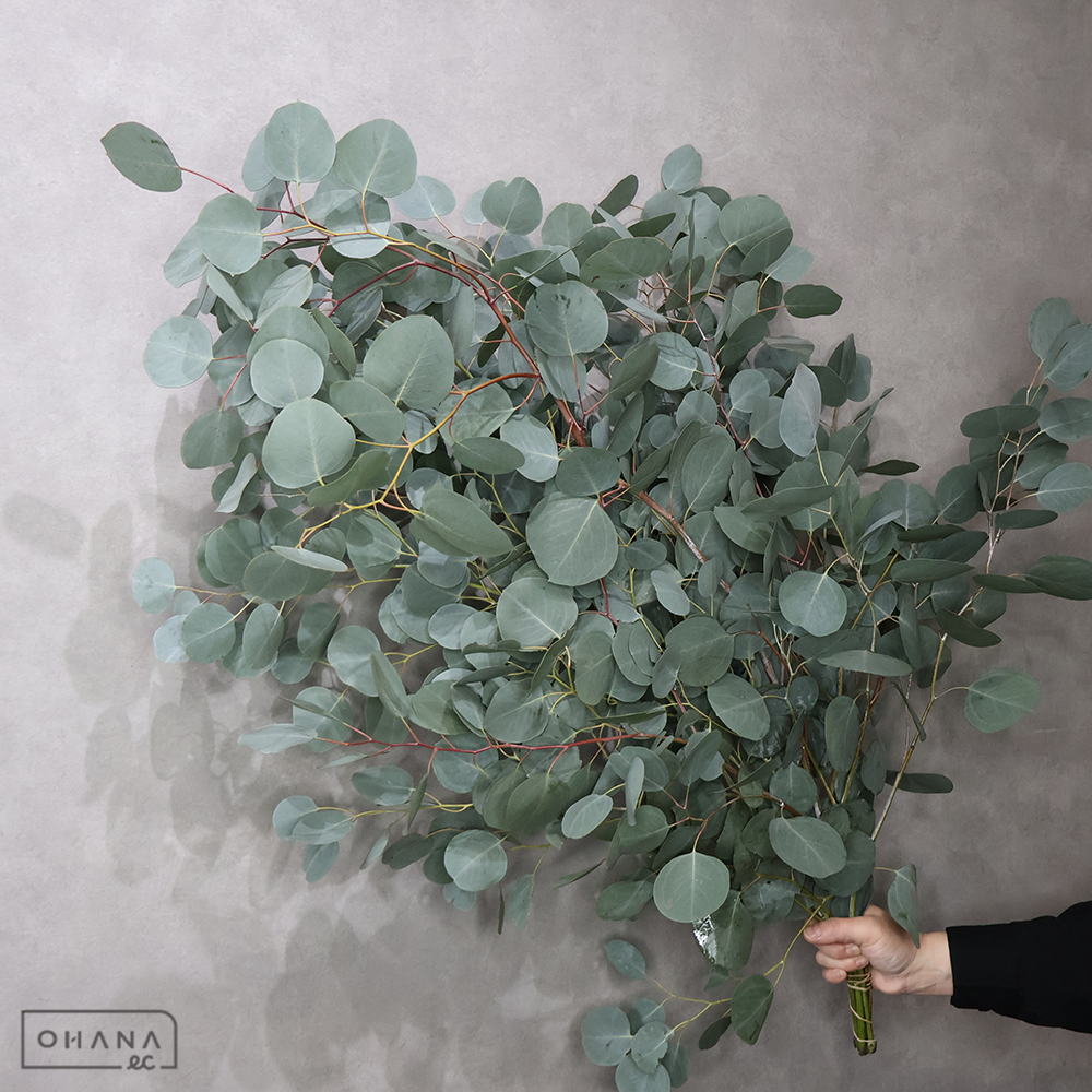 【SALE】ユーカリ　ポプルス　束100cm ■発送時は90cm以下にカット（横箱配送）　※クレーム対象外