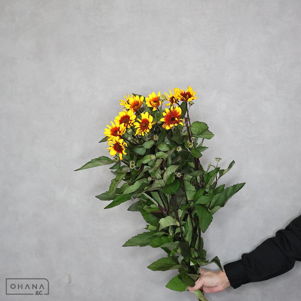 ヘリオプシス　バーニングハーツ　75cm