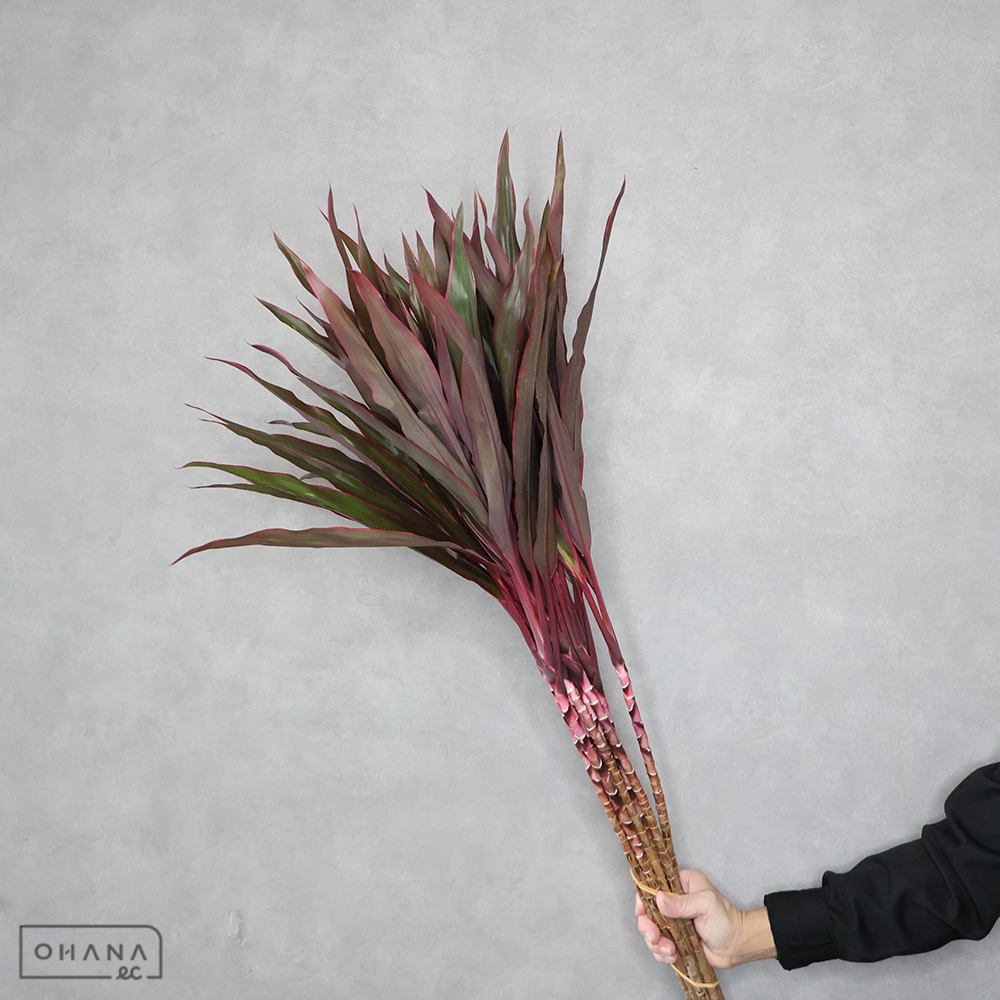 ドラセナ赤　ジョニーノーブル　80cm ■発送時は75cm以下にカット