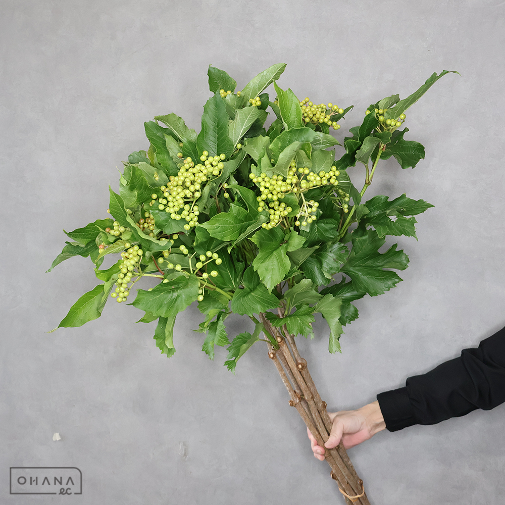 ビバーナム　コンパクタ　秀 80cm ■発送時は75cm以下にカット