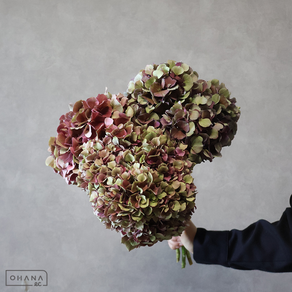 アジサイ　Ｍルビーグロー ※3本束　15-20cm 花径50-40cm