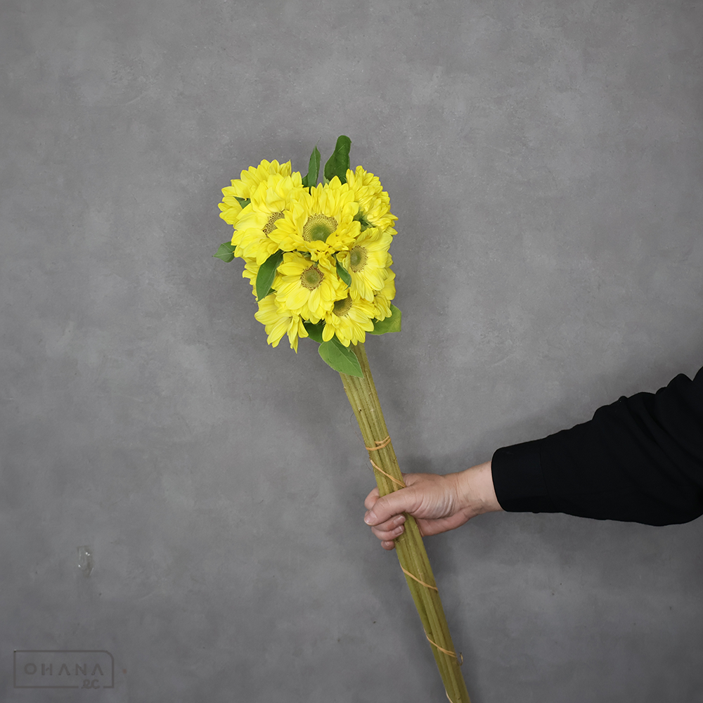 ヒマワリ ビンセントクリアレモン 花径6-8cm 70cm