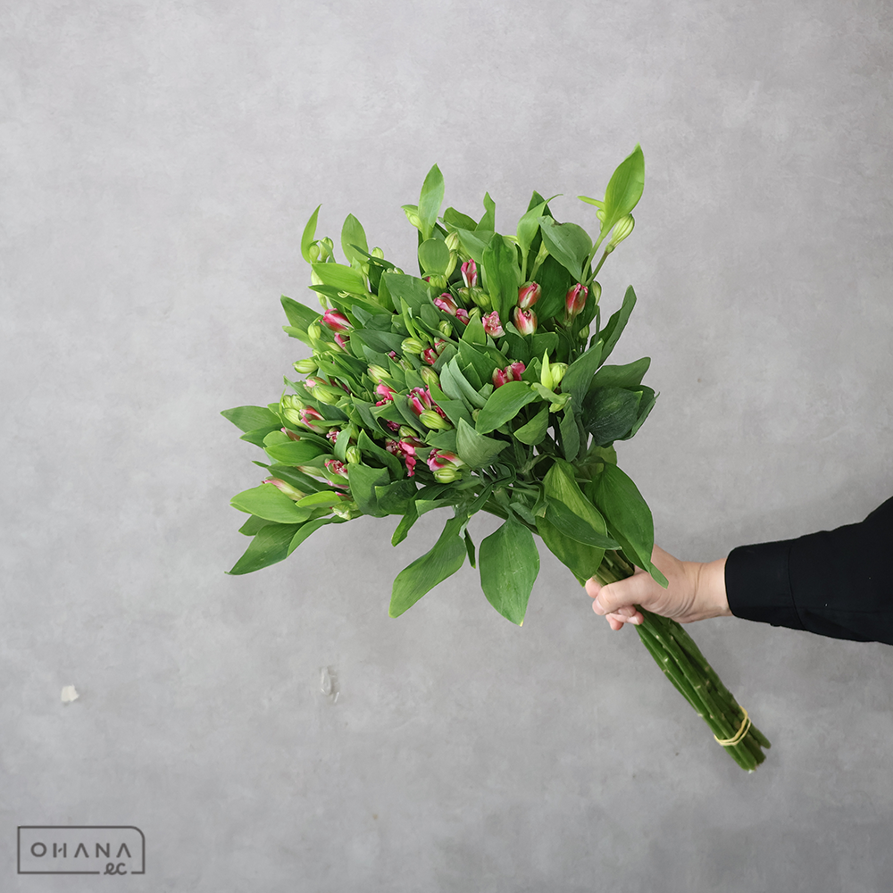 アルストロメリアピンク　ノア 65cm