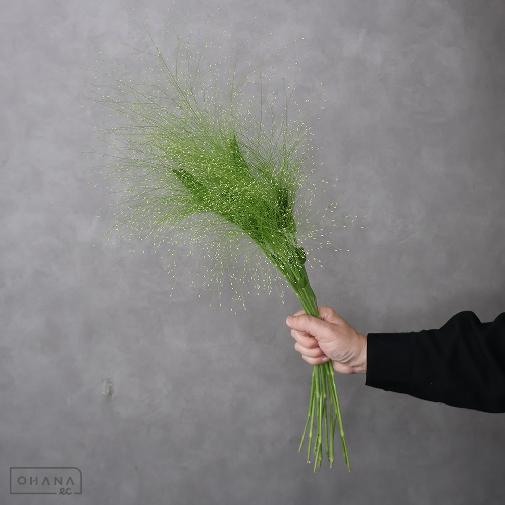 スモークグラス　秀 60cm
