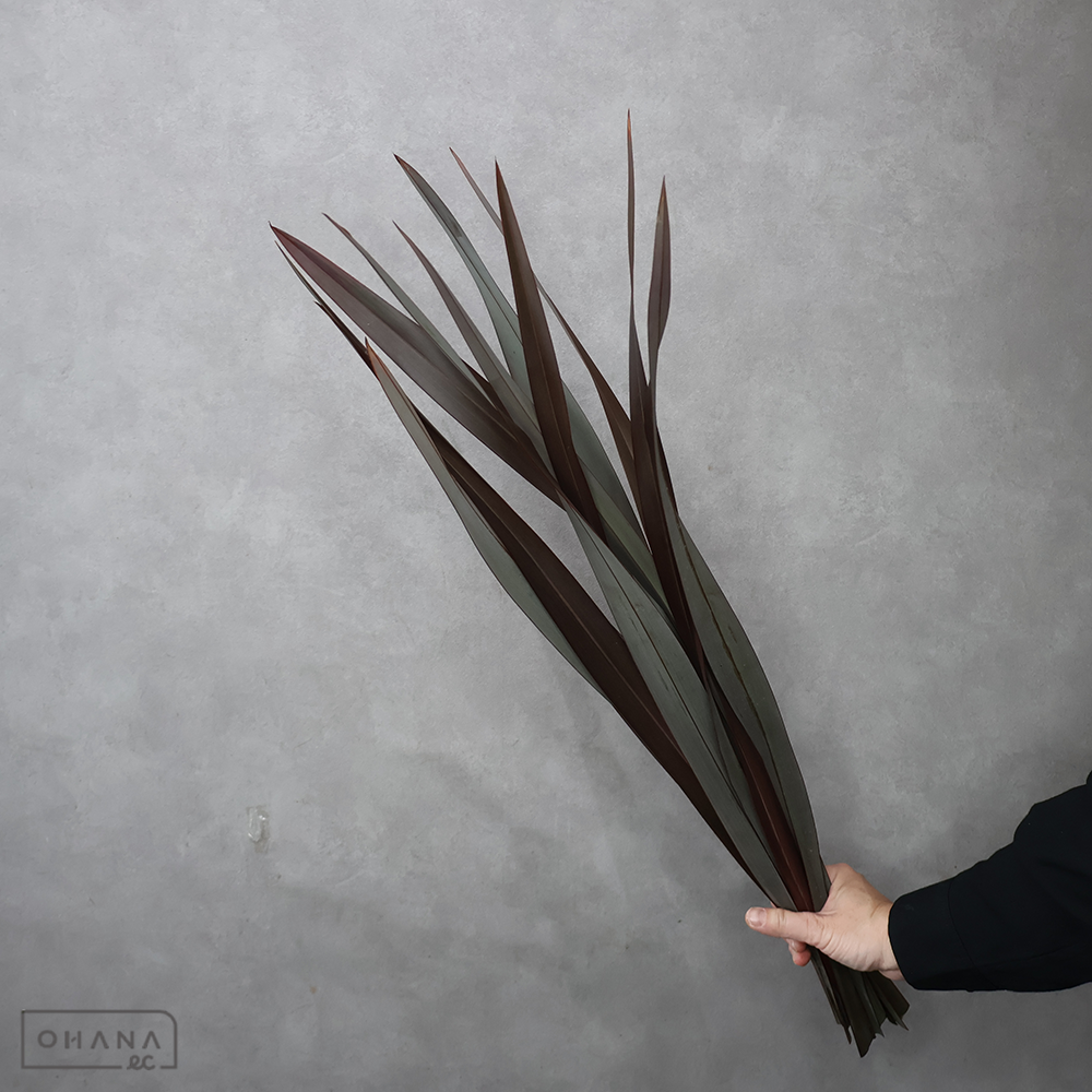 【SALE】マオラン　60-50cm ※クレーム対象外