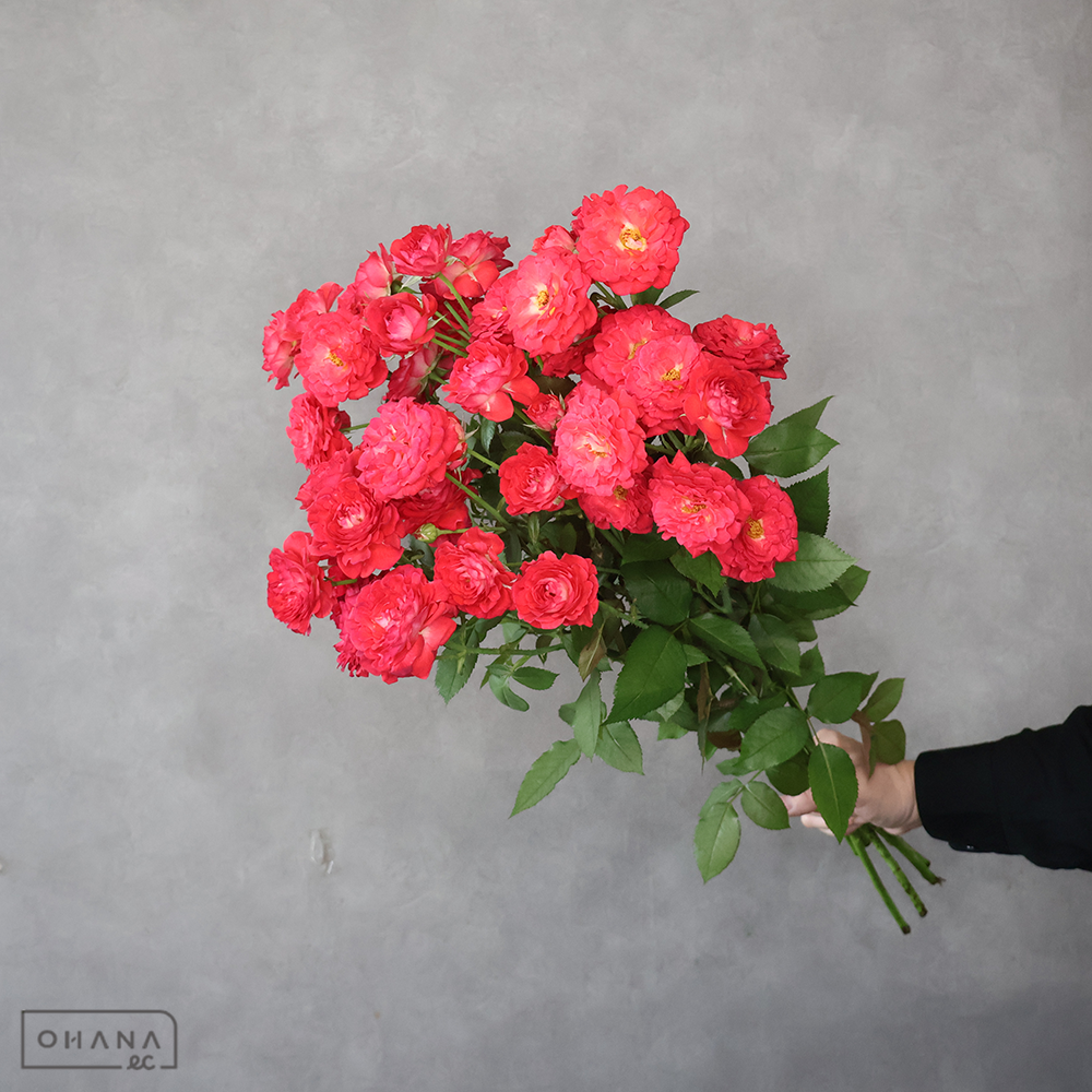 ＳＰバラ赤　紅華美 ※6本束　70-50