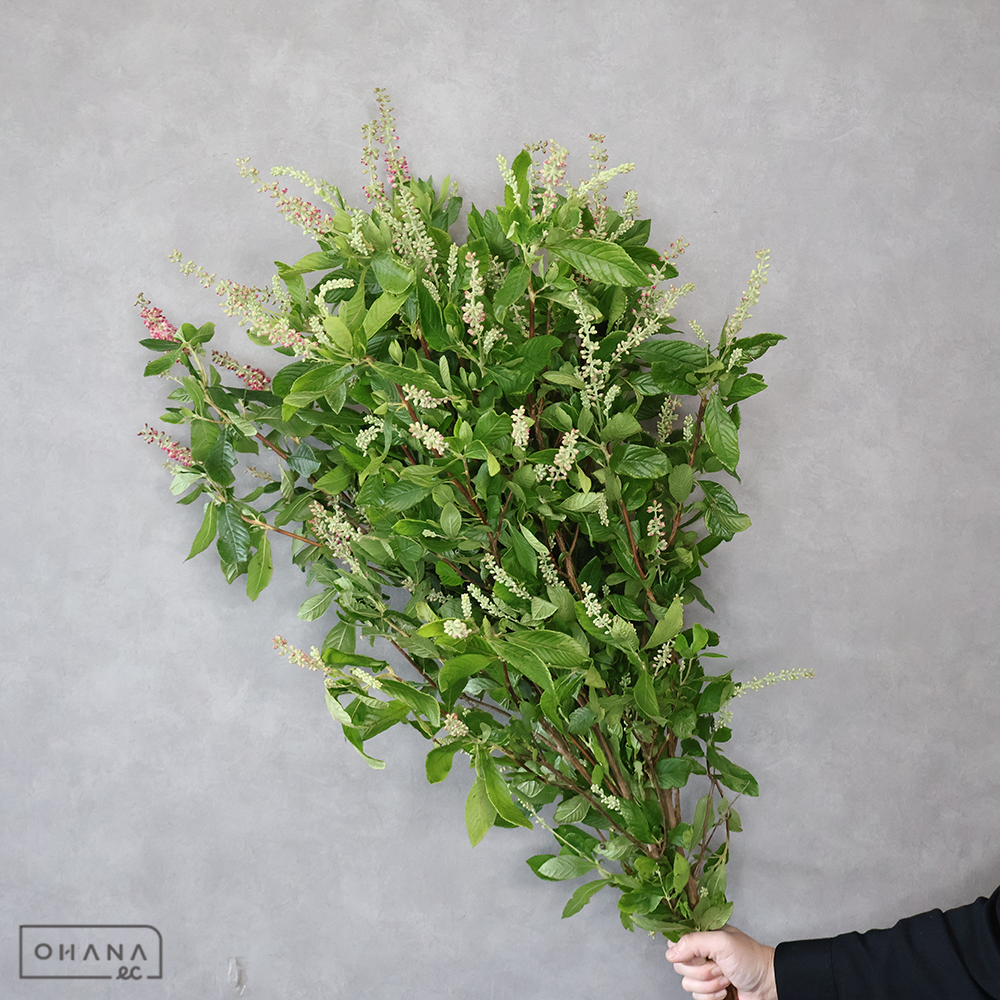 ルビースパイス ※５本束　90cm ■発送時は75cm以下にカット