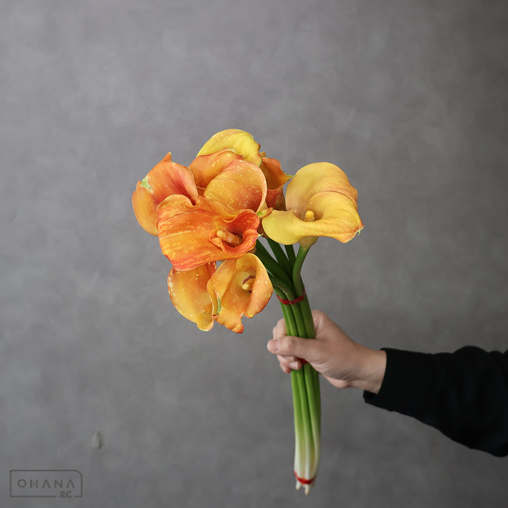 カラー　キャプテンオデオン　優  60cm