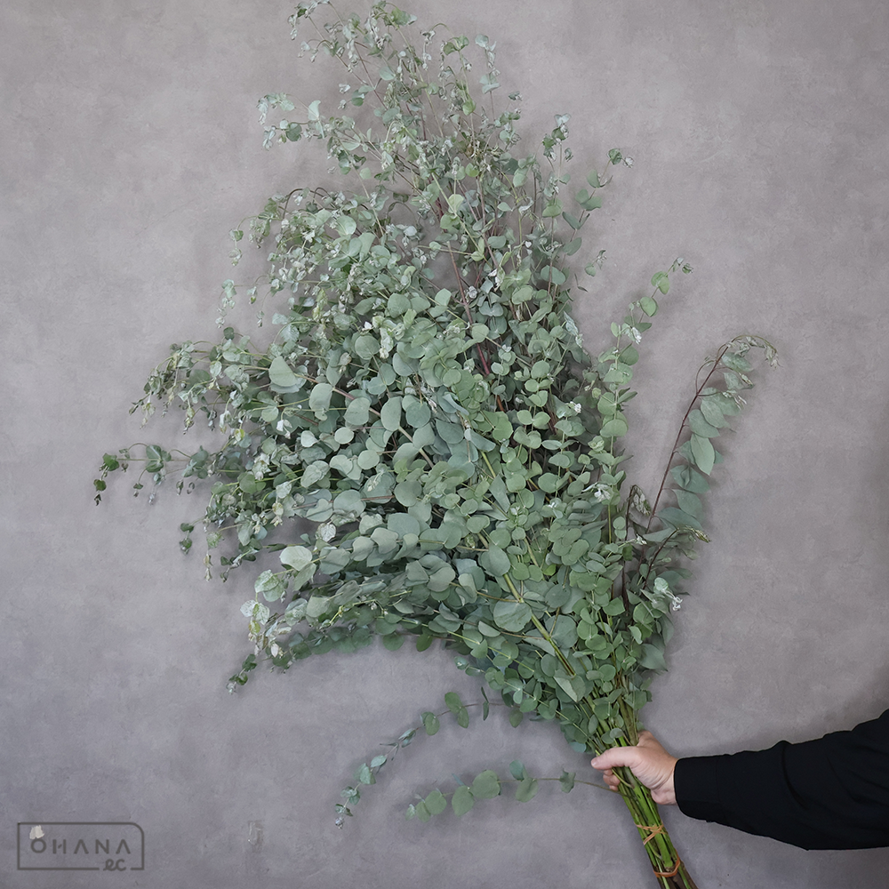 ユーカリ　グニーユーカリ ※新芽あり　90cm ■発送時は75cm以下にカット