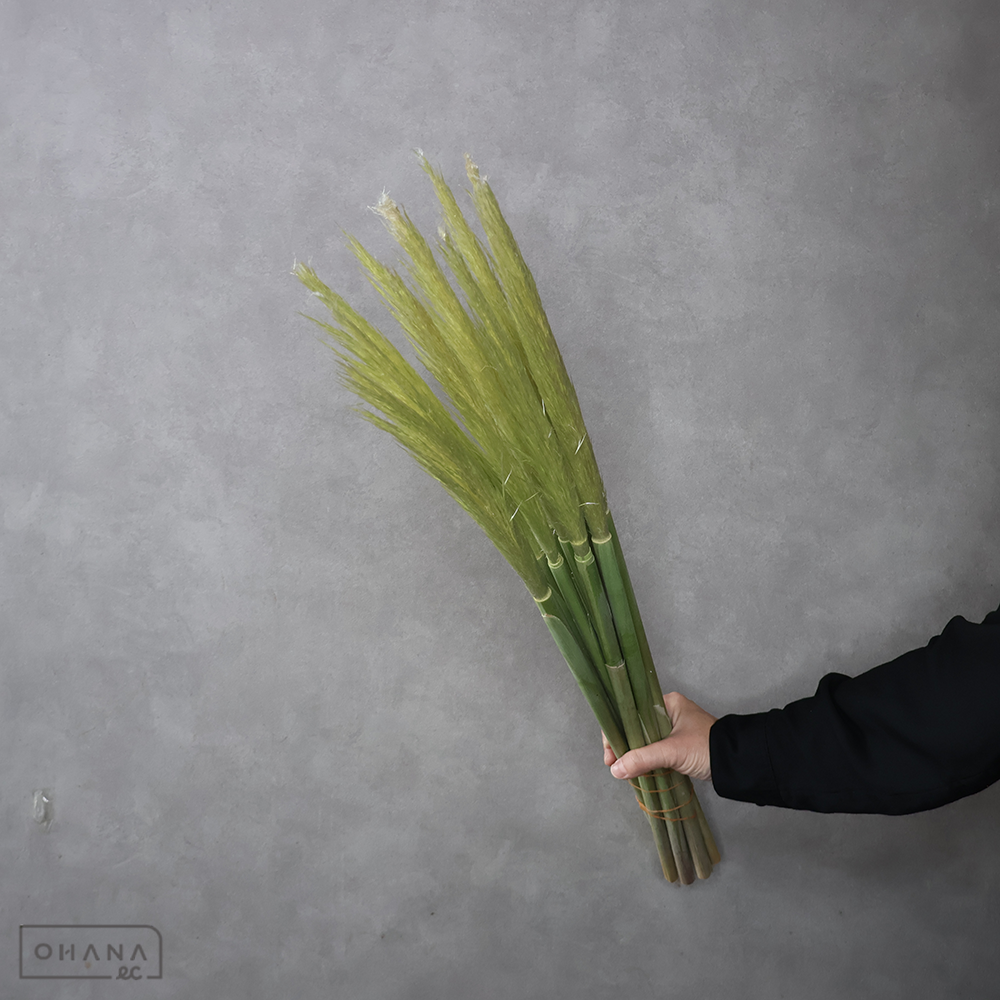 パンパスグラス　ムキパンパス　秀  70cm