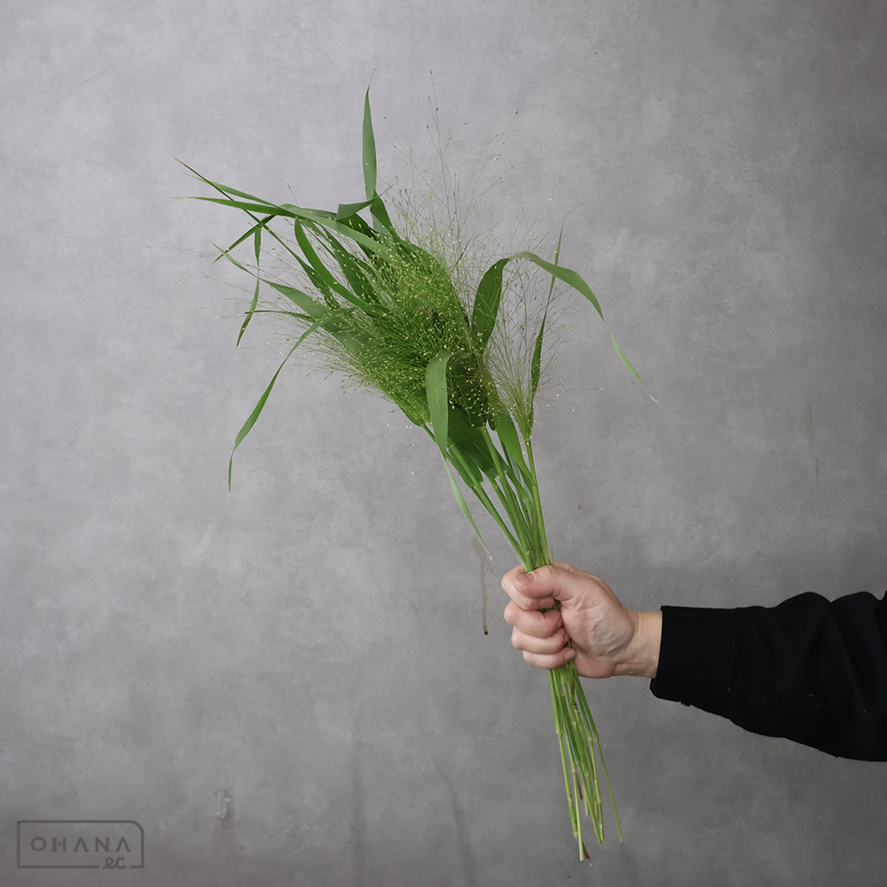 スモークグラス　　秀50cm