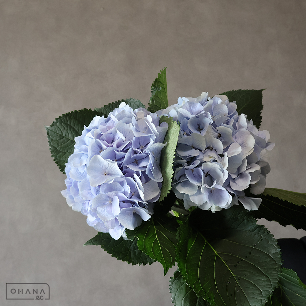 アジサイ　ベレナ ※2本束　 花20cm