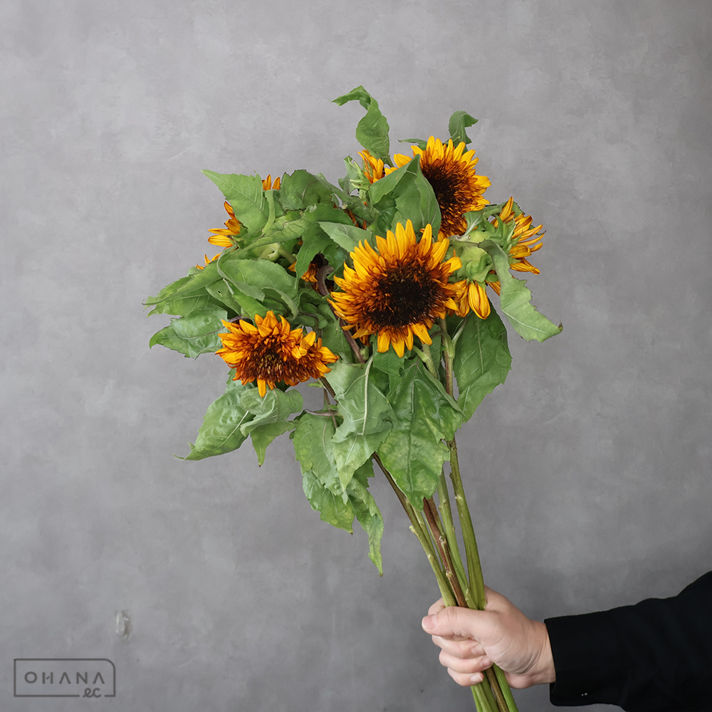 ひまわり　ダージリン　秀 2L 85cm 花径6-10cm  ■発送時は75cm以下にカット
