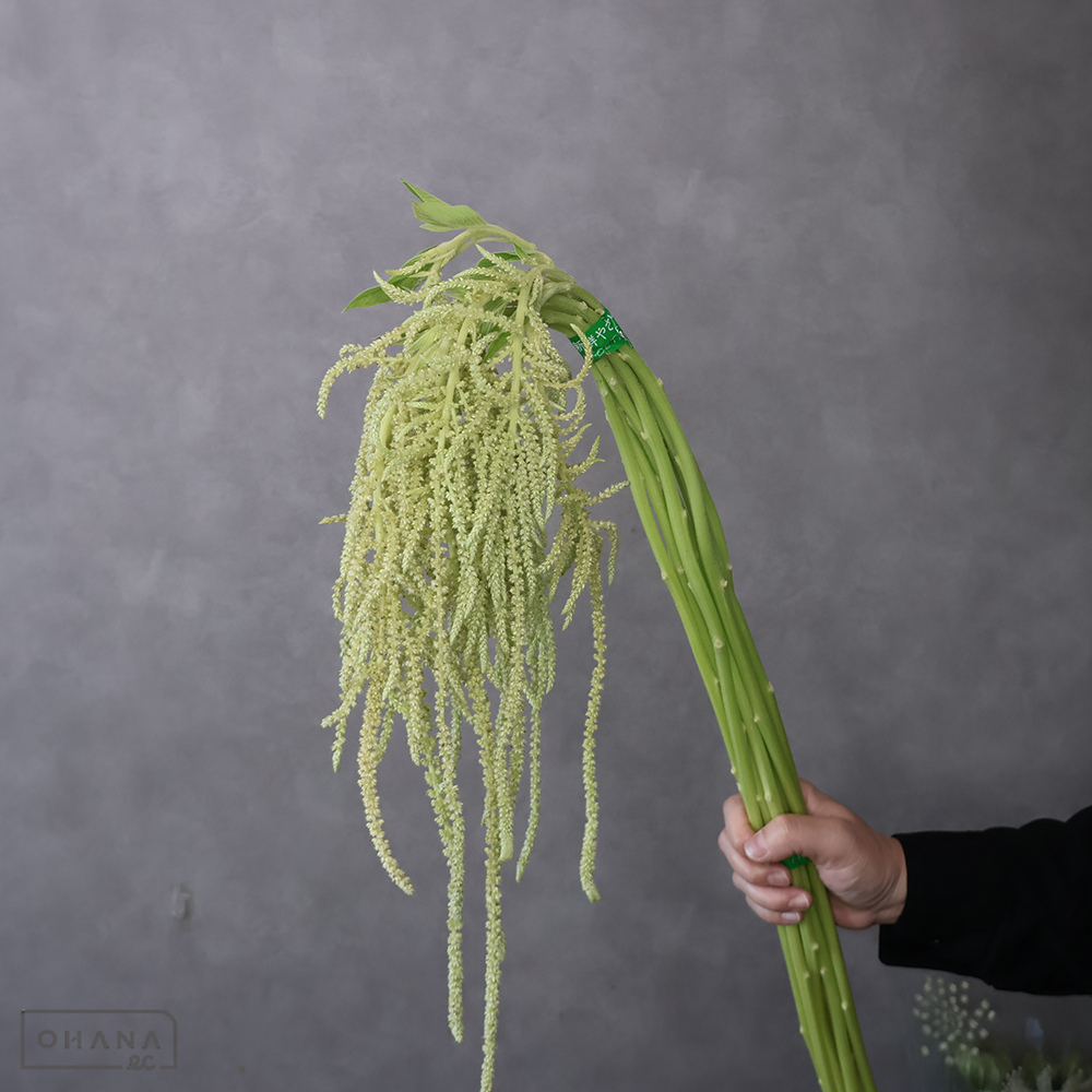 ケイトウ　コーダタスビリディス　秀 80cm 緑 ■発送時は75cm以下にカット
