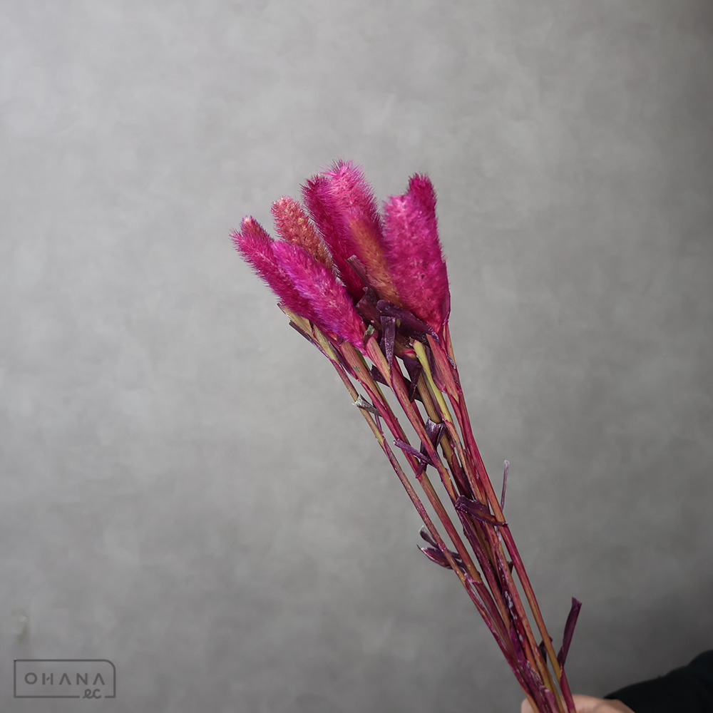 アワ　染色 ② 秀  65cm