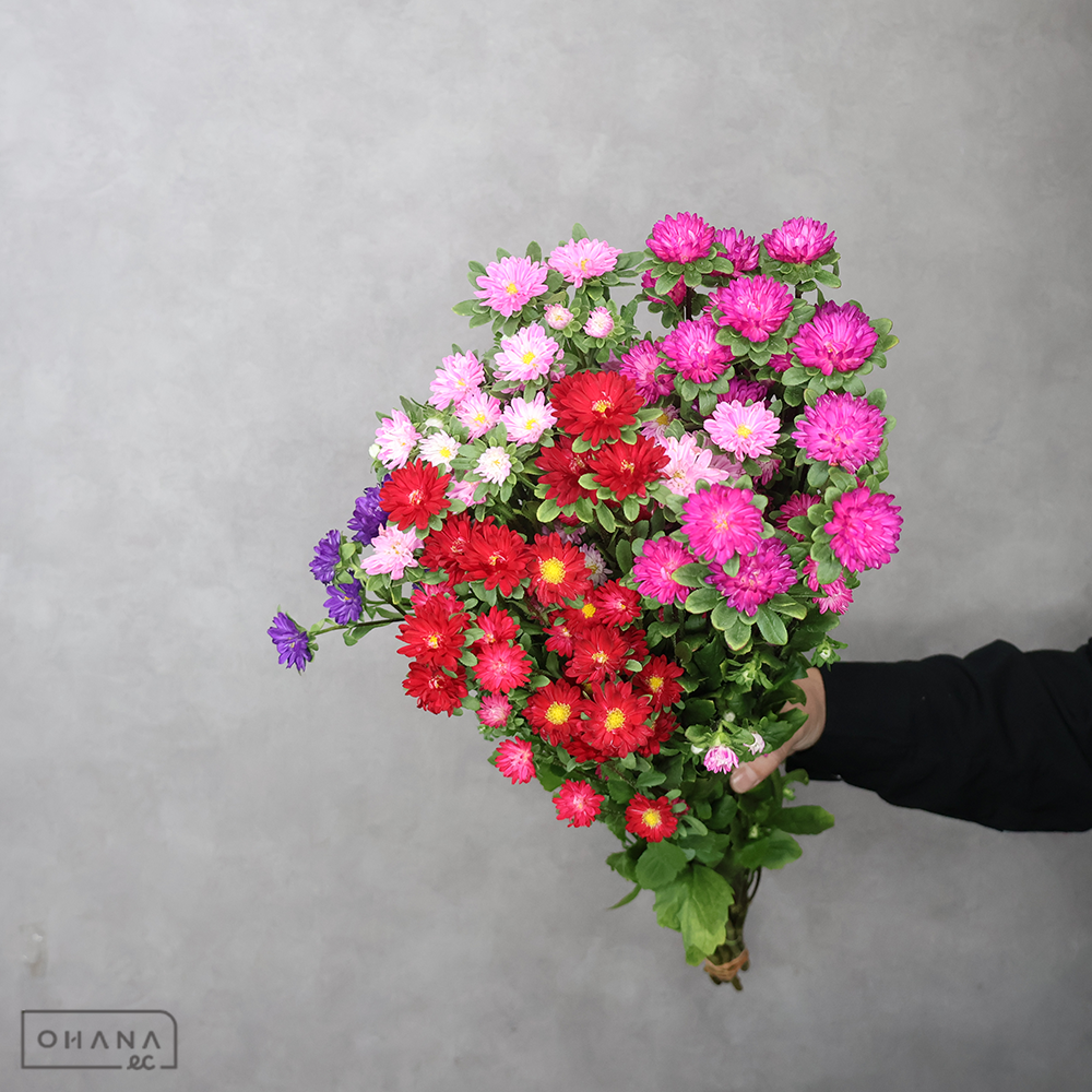 アスター　ステラMIX 秀  60cm