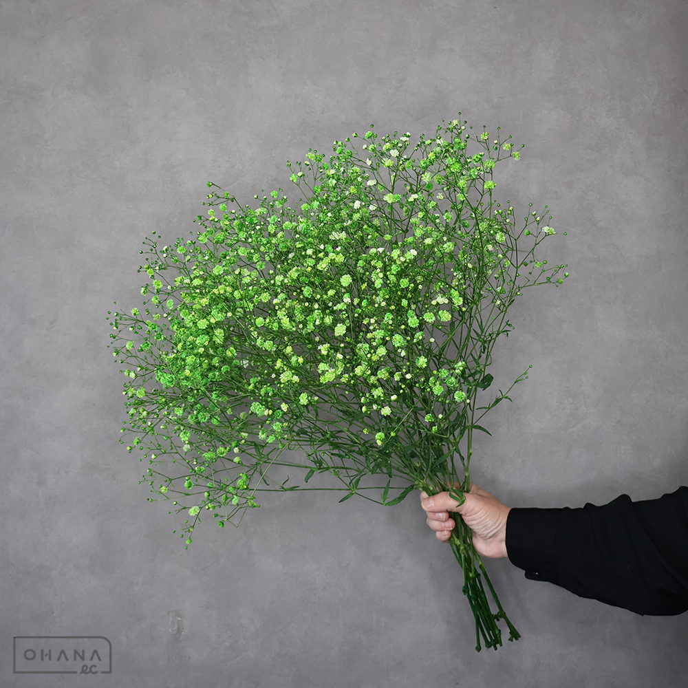 カスミソウ染め　グリーン　優 60cm