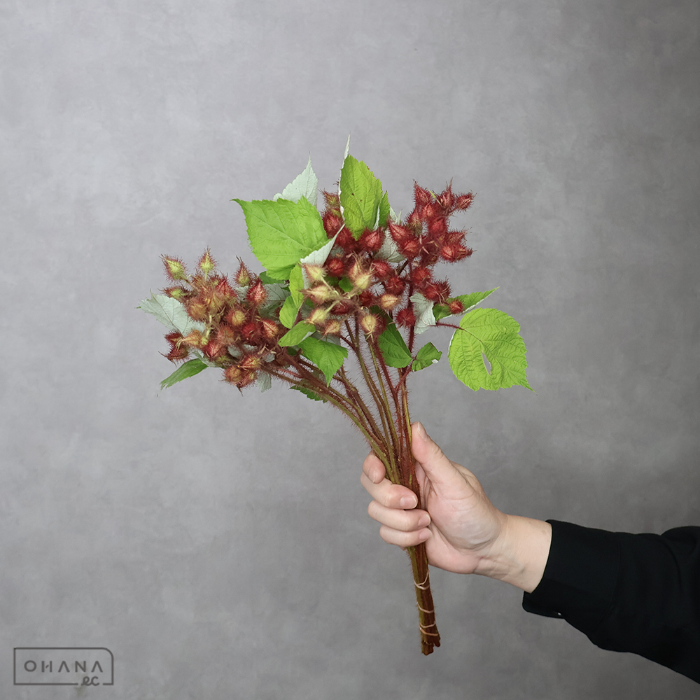 山イチゴ　40cm