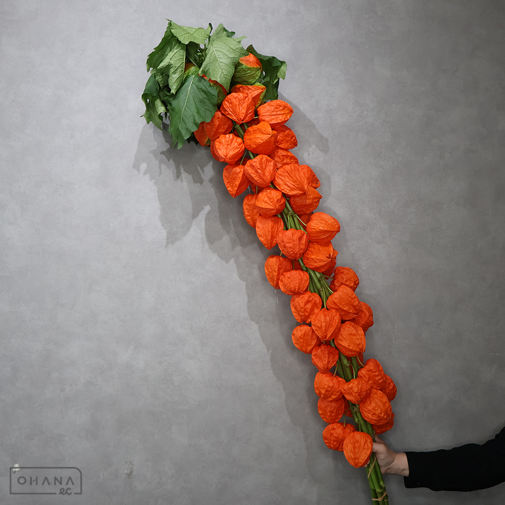 ホーズキ ※品質◎　  110cm■発送時は90cm以下にカット（横箱配送）