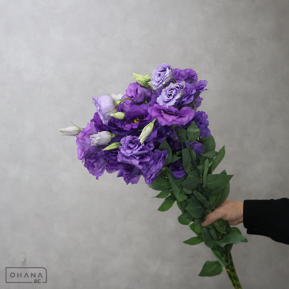 トルコキキョウ　コレゾブルー   70cm ※ステム細い・咲いてます