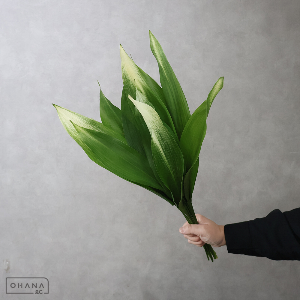 旭葉蘭   60cm