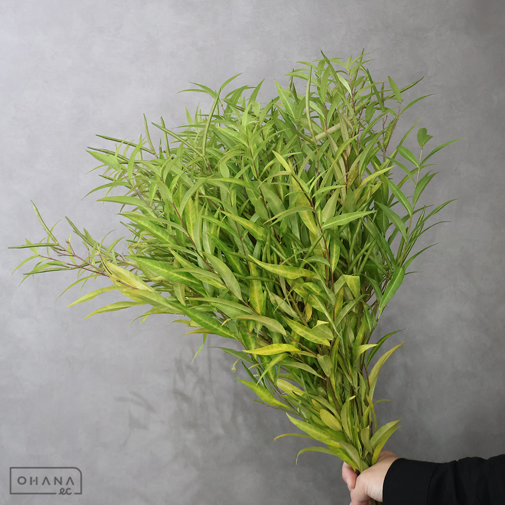 丁字草　70cm ※葉悪い