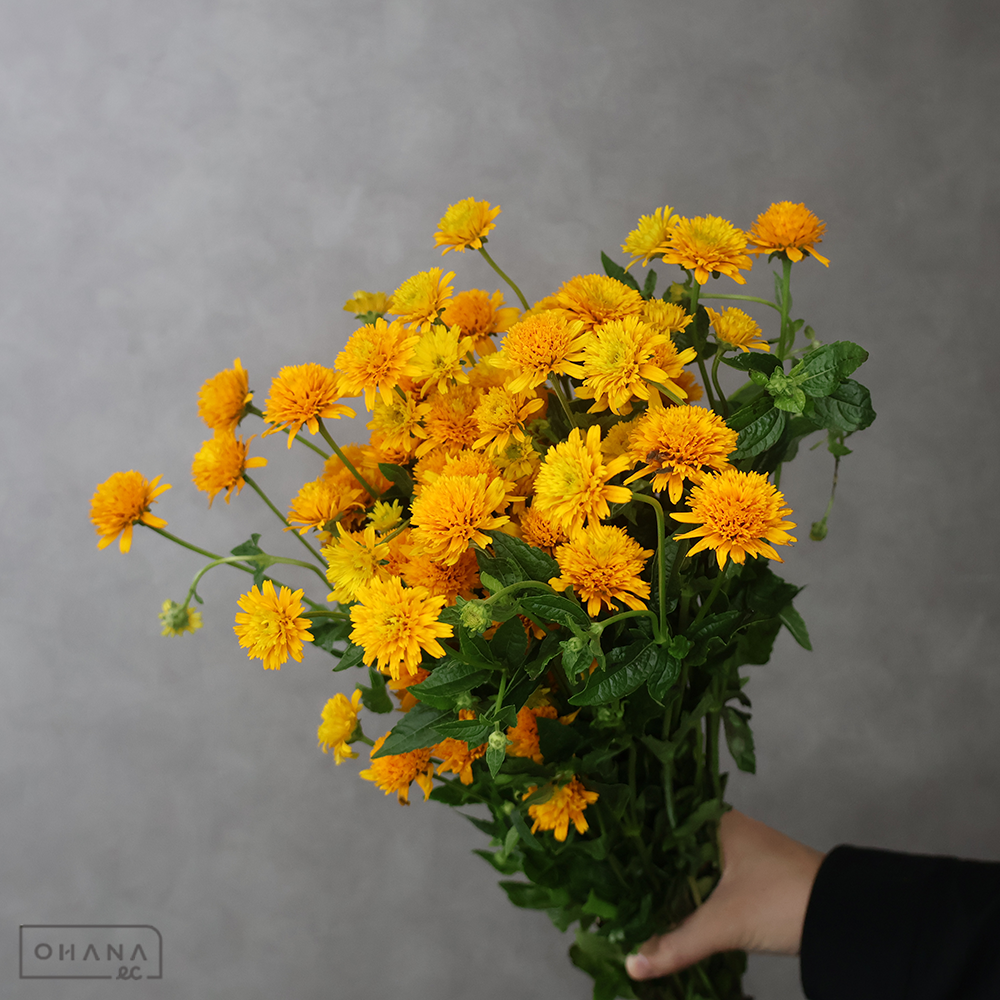 姫ヒマワリ　旭　特 70cm ※葉・花悪い
