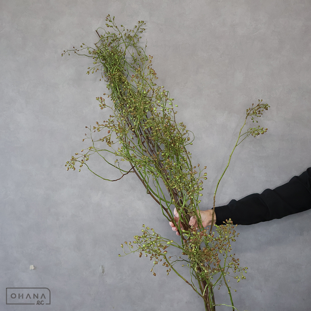 野バラ　150cm  ■発送時は90cm以下にカット（横箱配送）