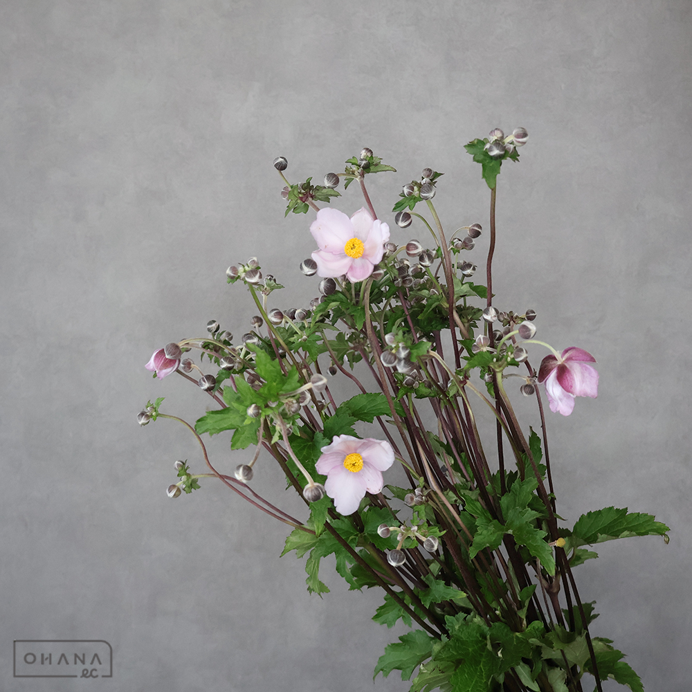 秋明菊  ピンク 75cm