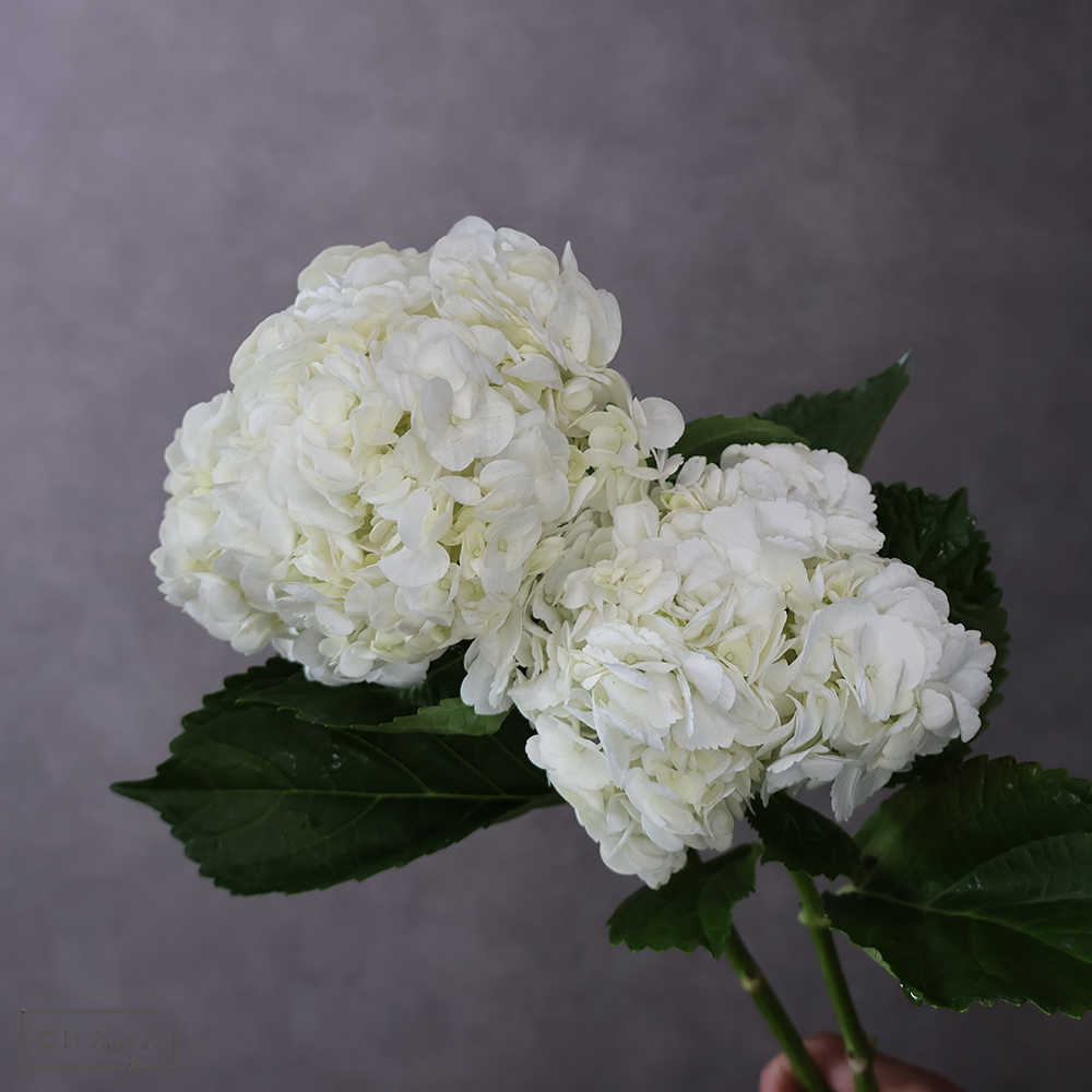 アジサイ　ホワイト　 60cm 花径16-17㎝