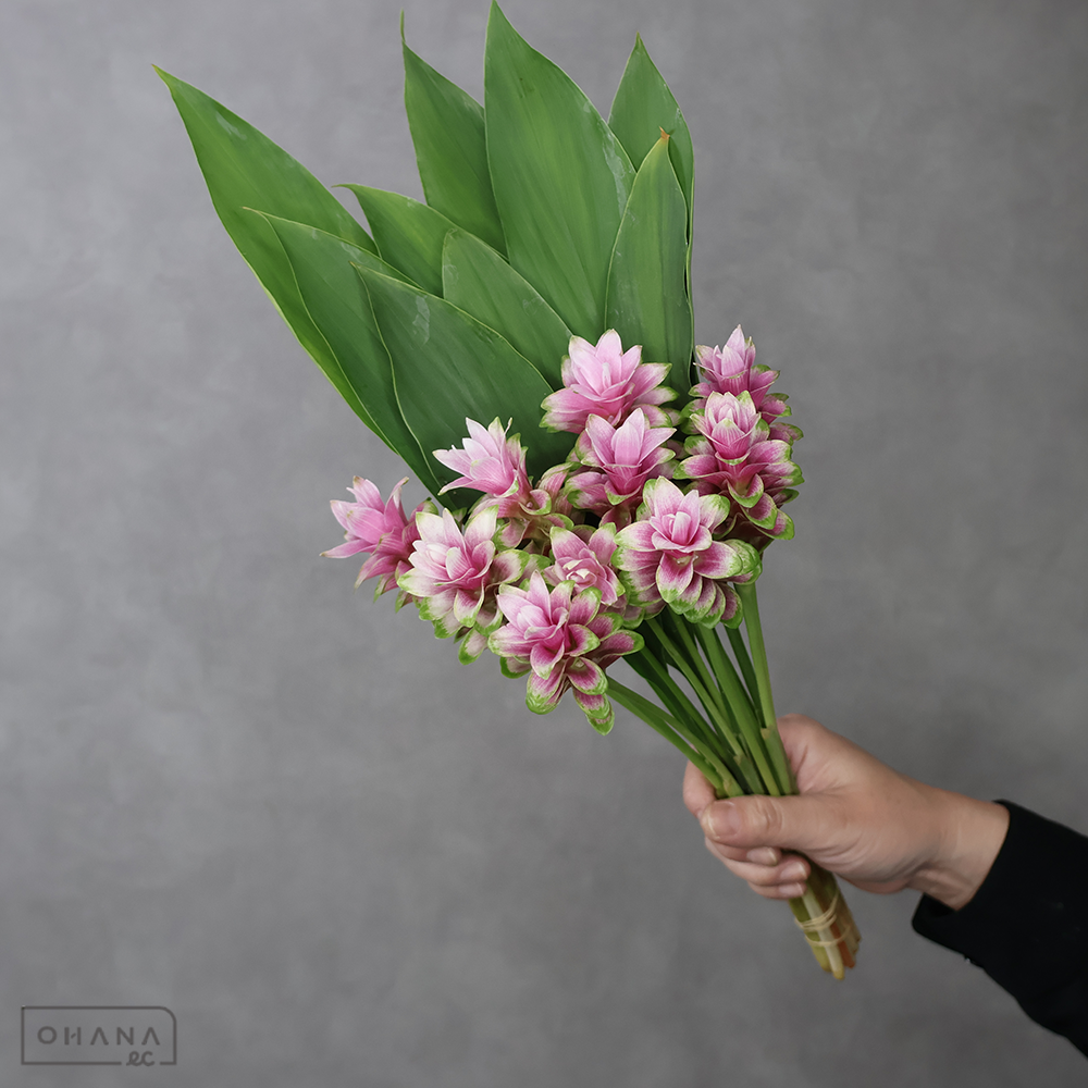 クルクマ　パルビフローラ　秀  30cm
