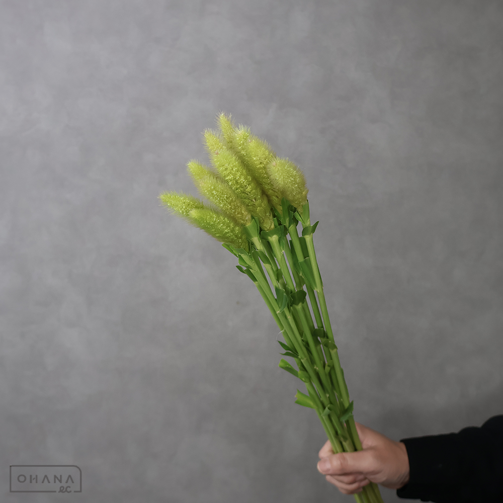 アワ　　秀  80cm ■発送時は75cm以下にカット