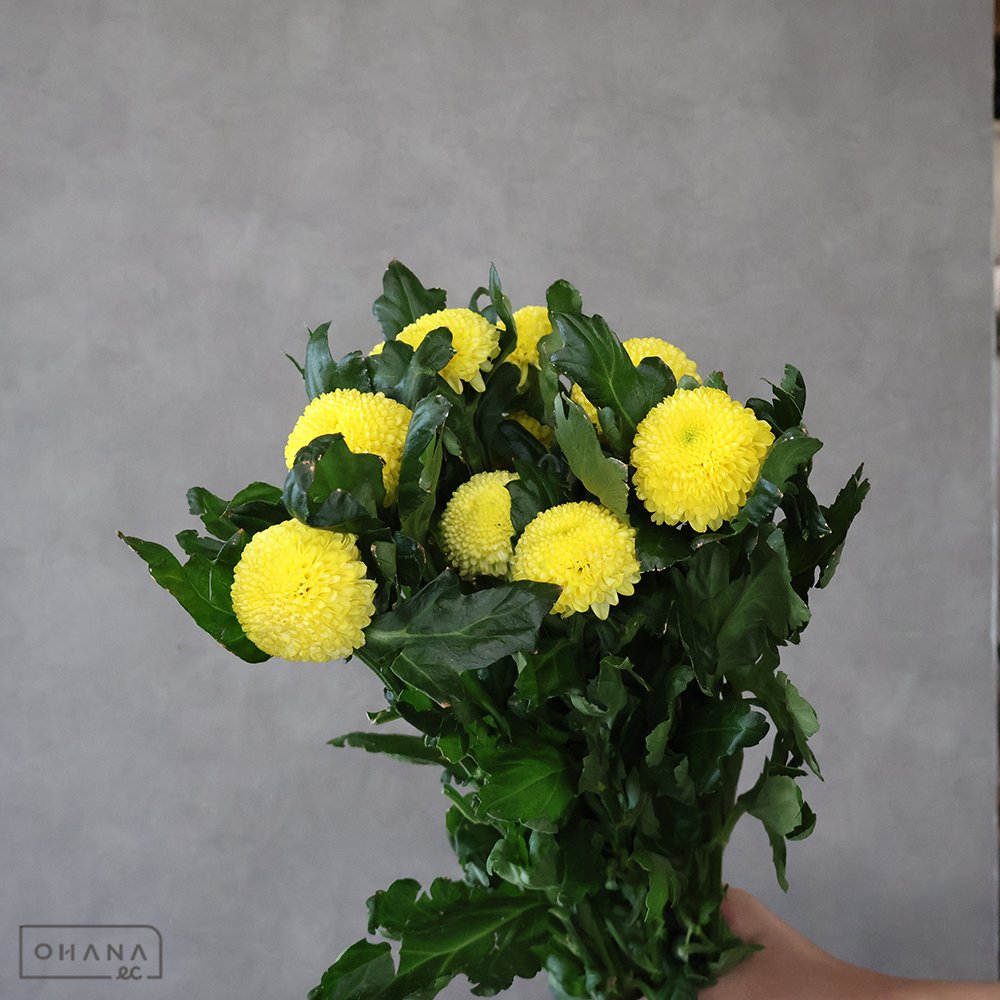 ピンポンマム　イエロー　※花小ぶりです　Ａ