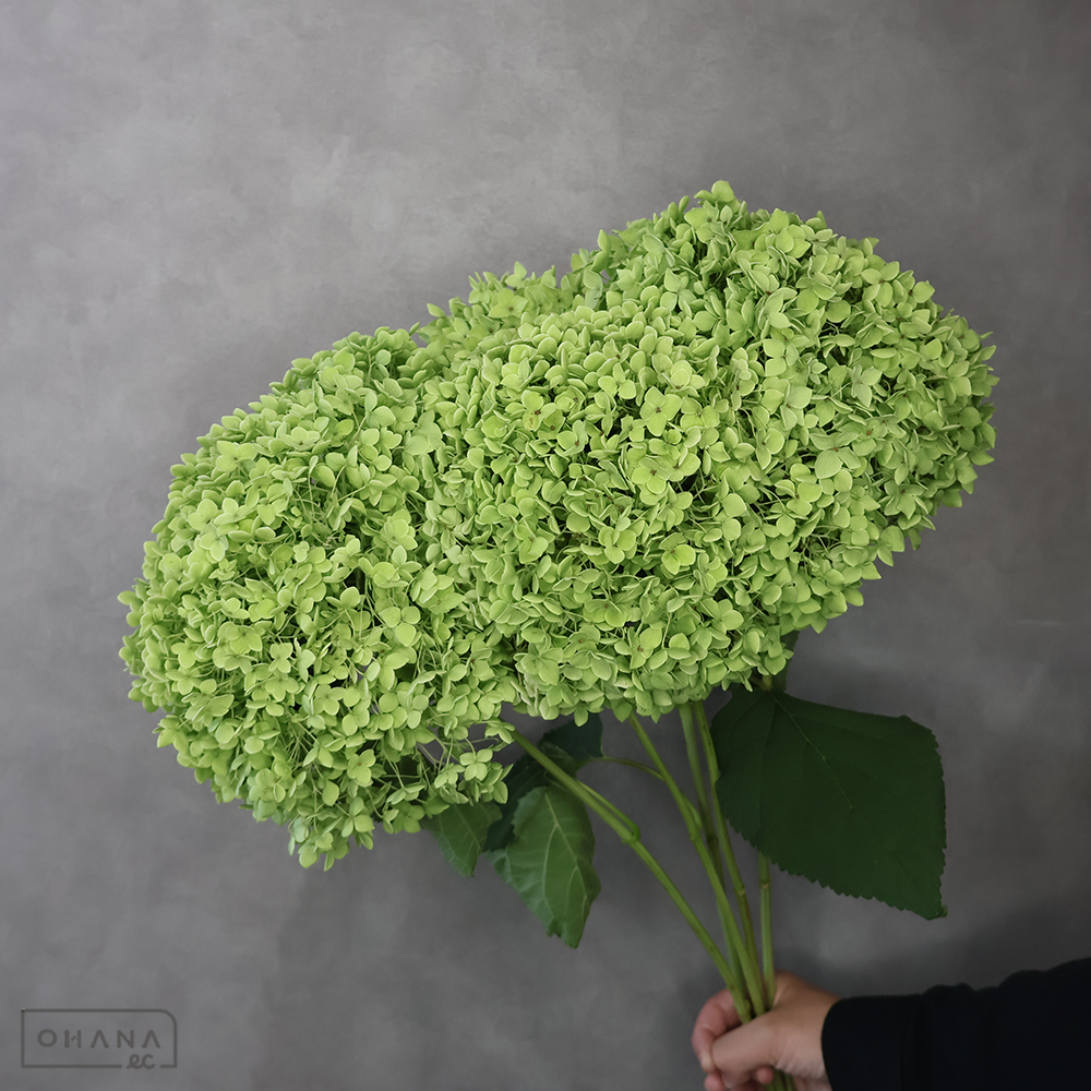 アジサイ　グリーンアナベル ※5本束　秀2L 75cm（横箱配送）