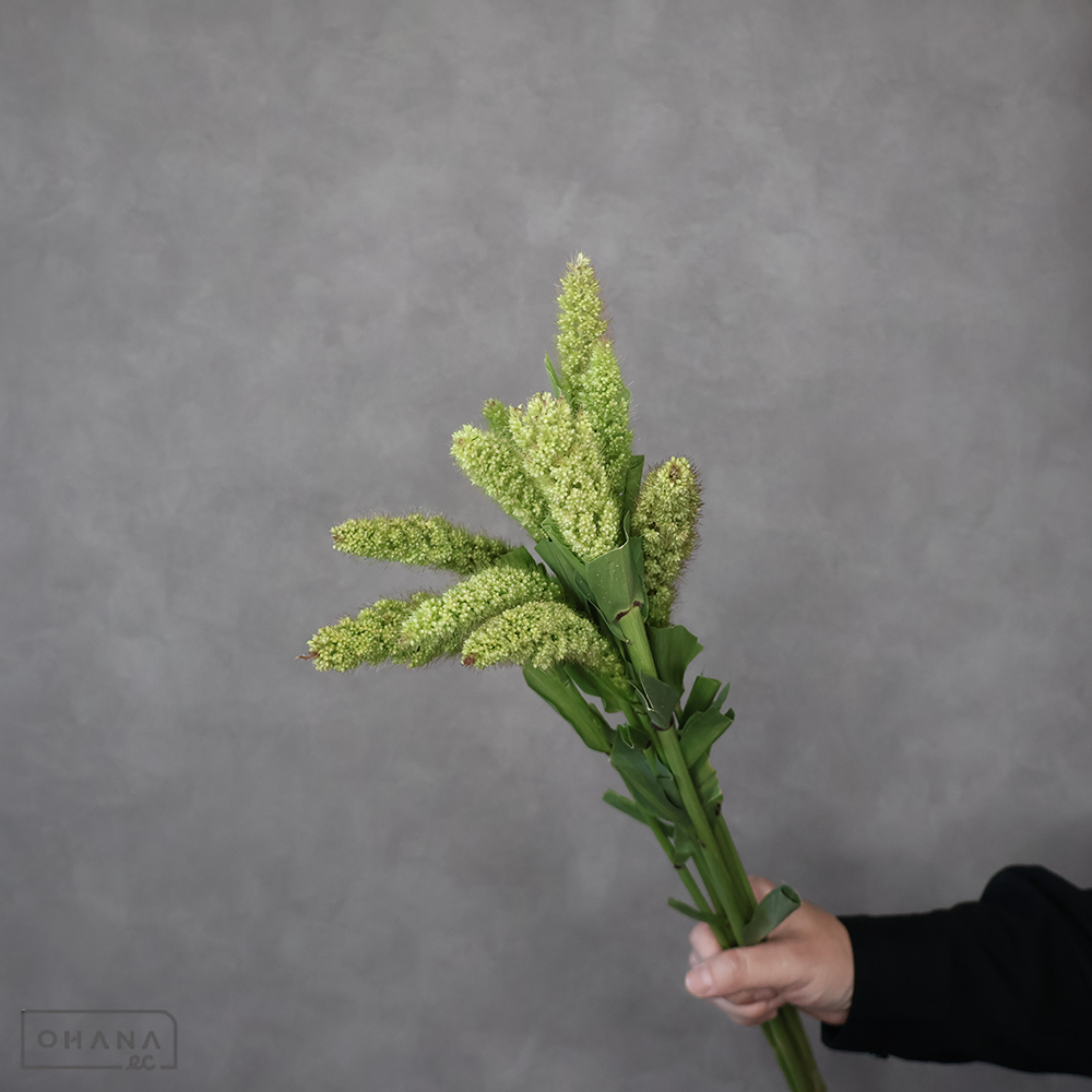 アワ　秀 60cm