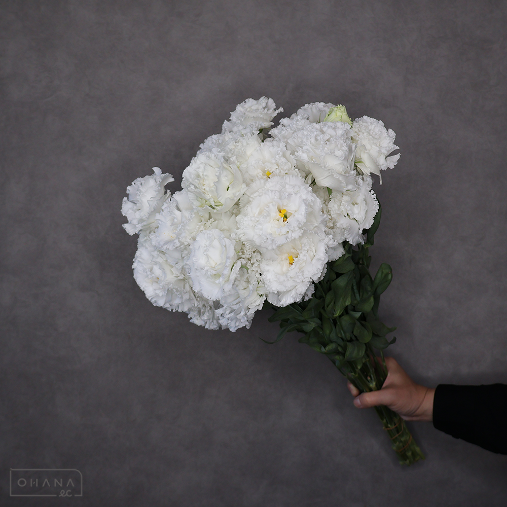 トルコキキョウ白　ＮＦドームホワイト　秀 60cm 3-4輪