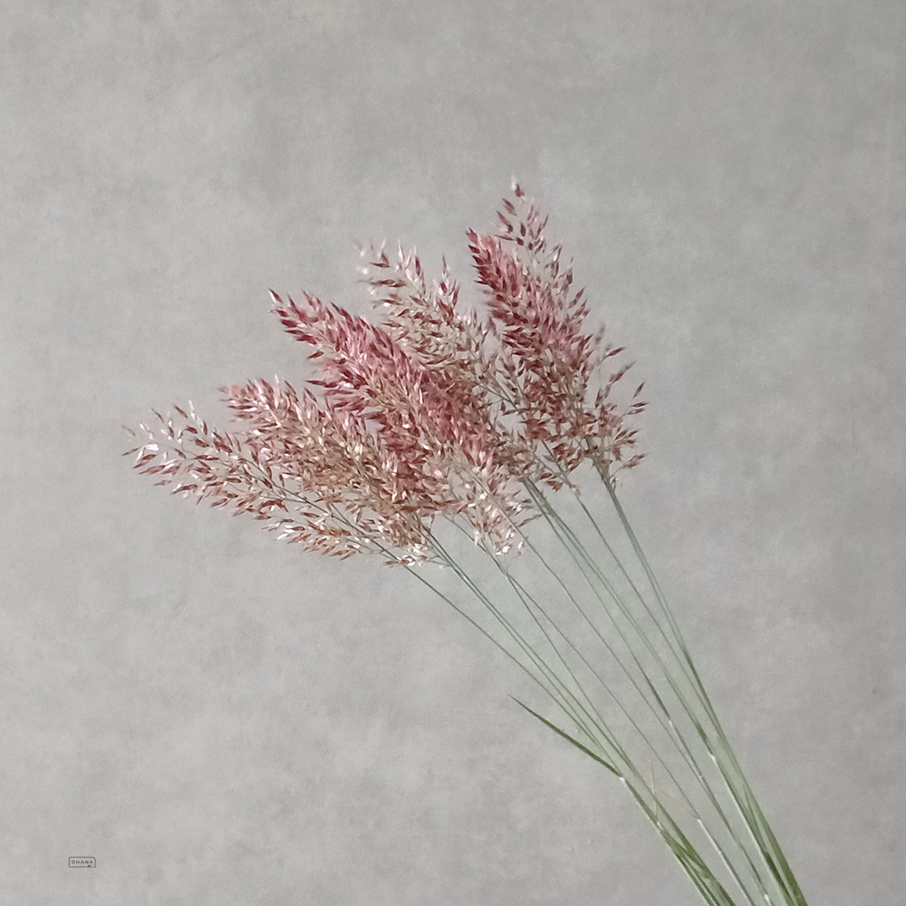 ルビーグラス　秀  50cm
