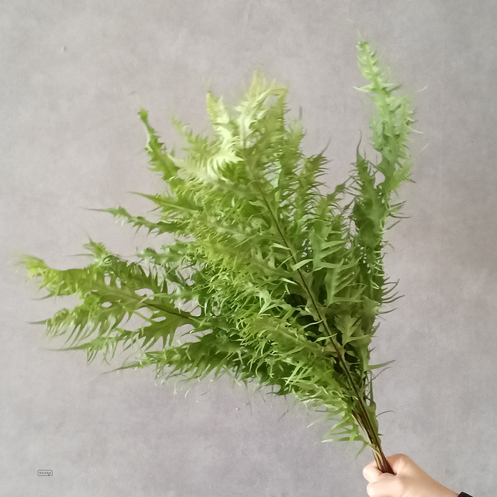 ヒリュウシダ　60cm
