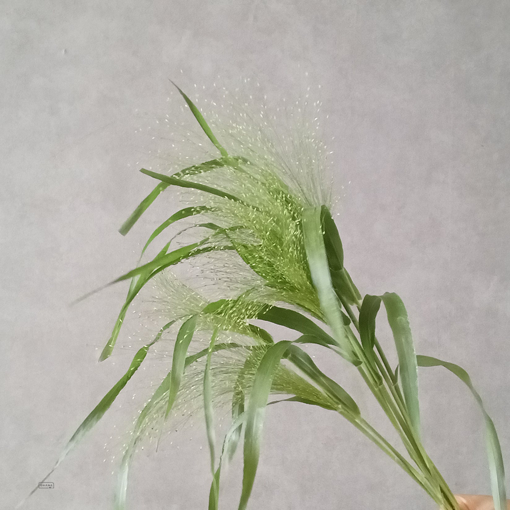 スモークグラス　　秀  50cm