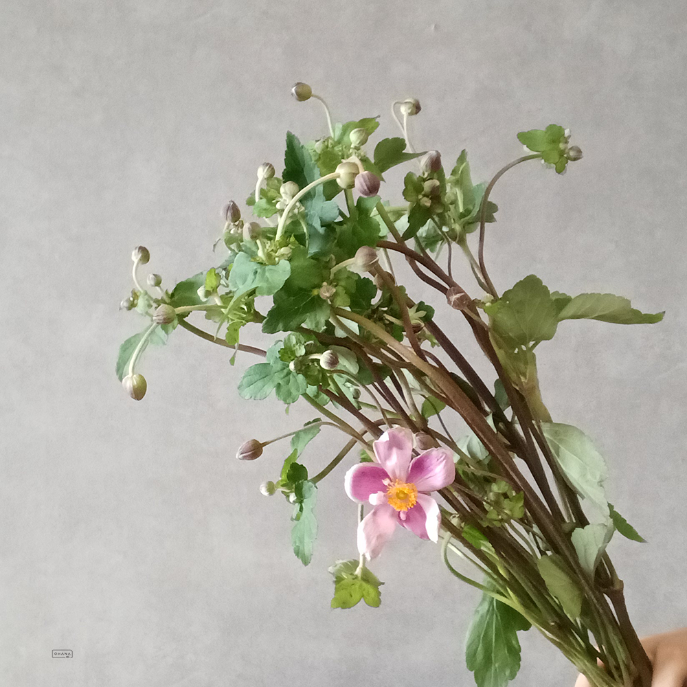 秋明菊　ピンク　75cm