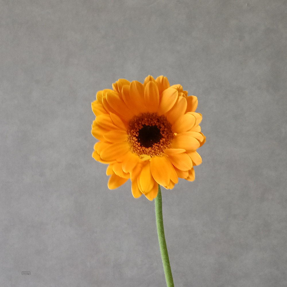 ガーベラ小輪芯黒　オレンジ　50cm  ※25本束