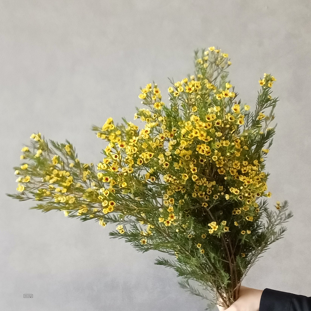 ワックスフラワー　ティント　イエロー　60cm