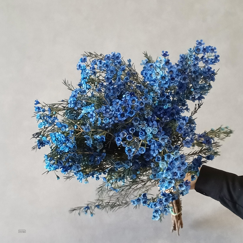ワックスフラワー　ティント　ブルー　60cm